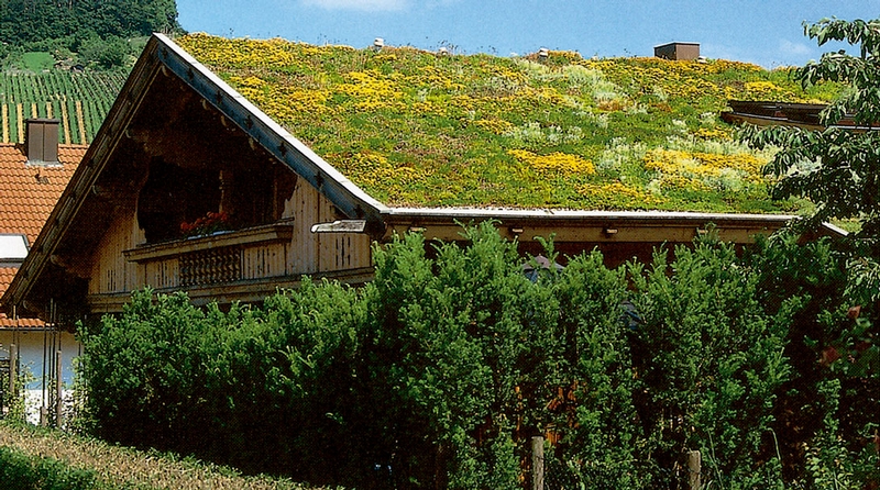 zelene-strechy