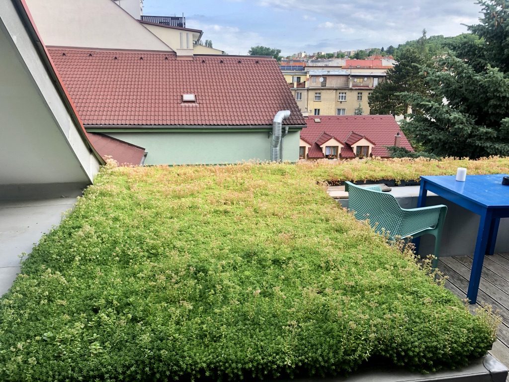 zelená střecha