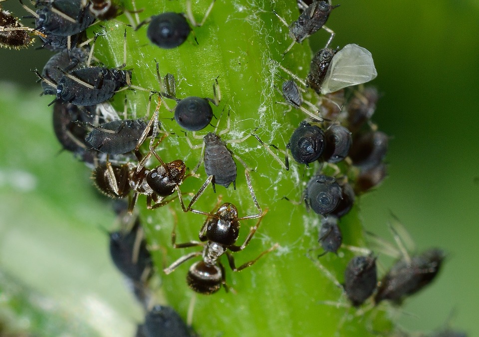 aphids-756836_960_720